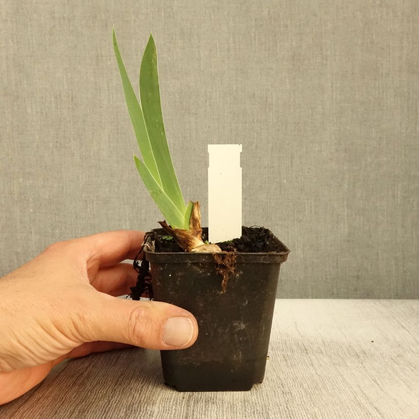 Esemplare di Iris germanica Sovereign Crown - Iris des Jardins Godet de 8/9 cm come consegnato in autunno