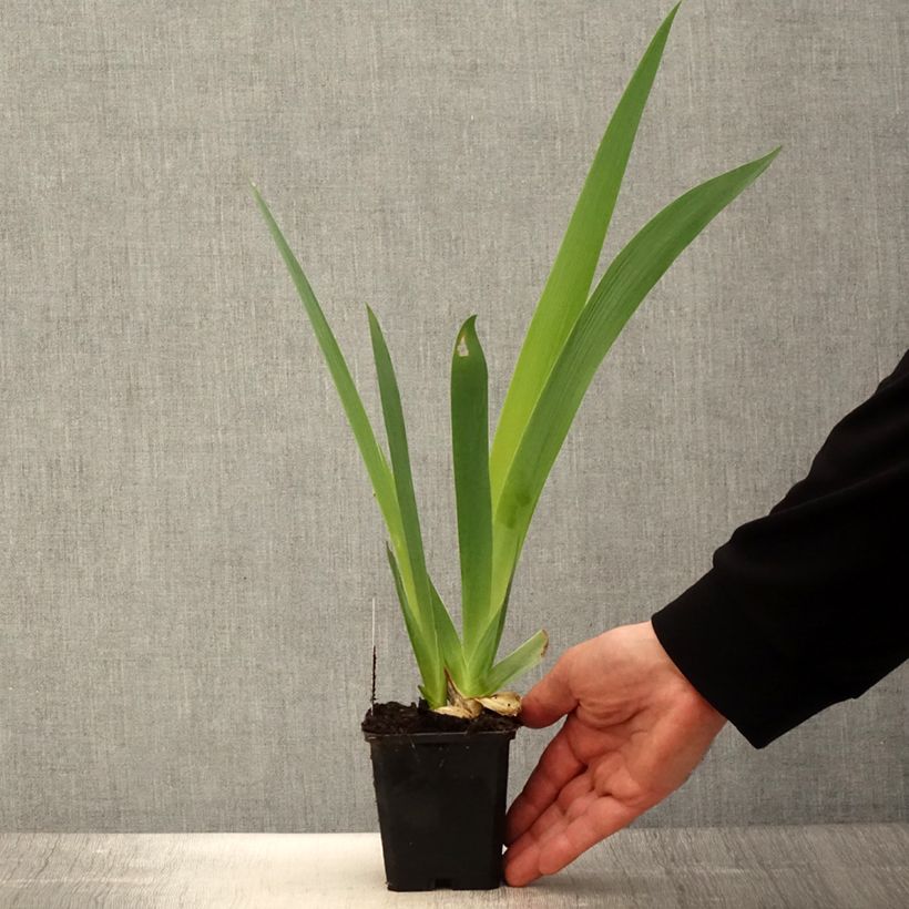 Iris germanica Sovereign Crown - Giaggiolo paonazzo Vasetto da 8/9 cm esemplare consegnato in primavera