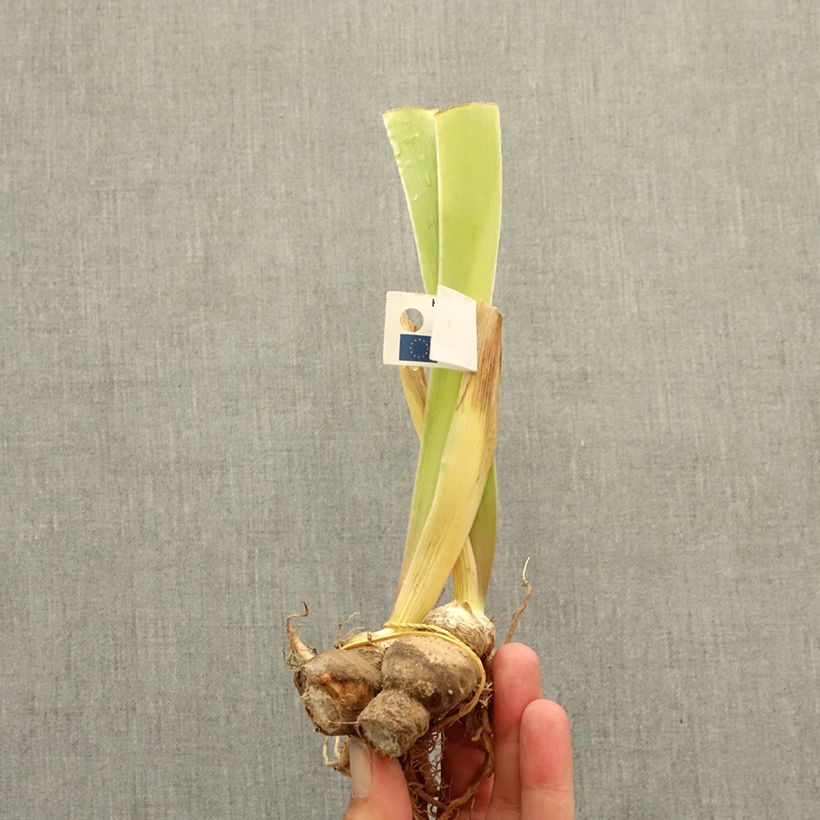 Iris germanica Spectator - Giaggiolo paonazzo Rizoma esemplare consegnato in inverno