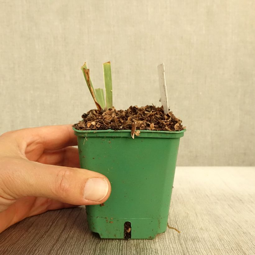 Esemplare di Iris germanica Stellata - Iris des jardins Godet de 8/9 cm come consegnato in autunno