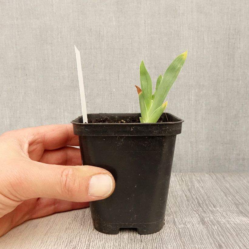 Example of Iris germanica Storm Center - Giaggiolo paonazzo Vasetto da 8/9 cm as you get in printemps