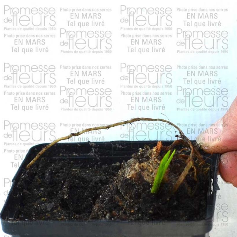 Esempio di esemplare Iris germanica Striking - Giaggiolo paonazzo Vasetto da 8/9 cm come consegnato