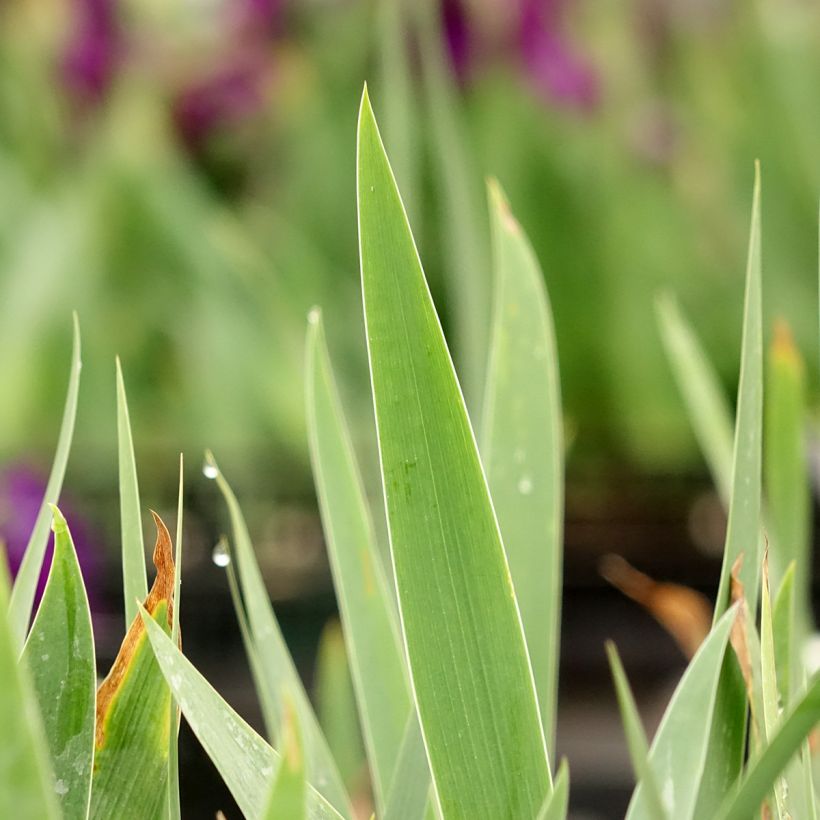 Iris germanica Sultan's Palace - Giaggiolo paonazzo (Fogliame)