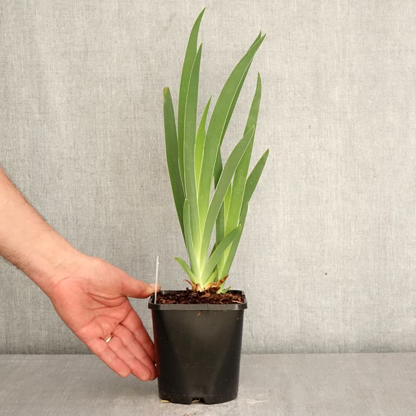 Iris germanica Sunset Sky - Giaggiolo paonazzo Vaso da 1,5L/2L esemplare consegnato in primavera