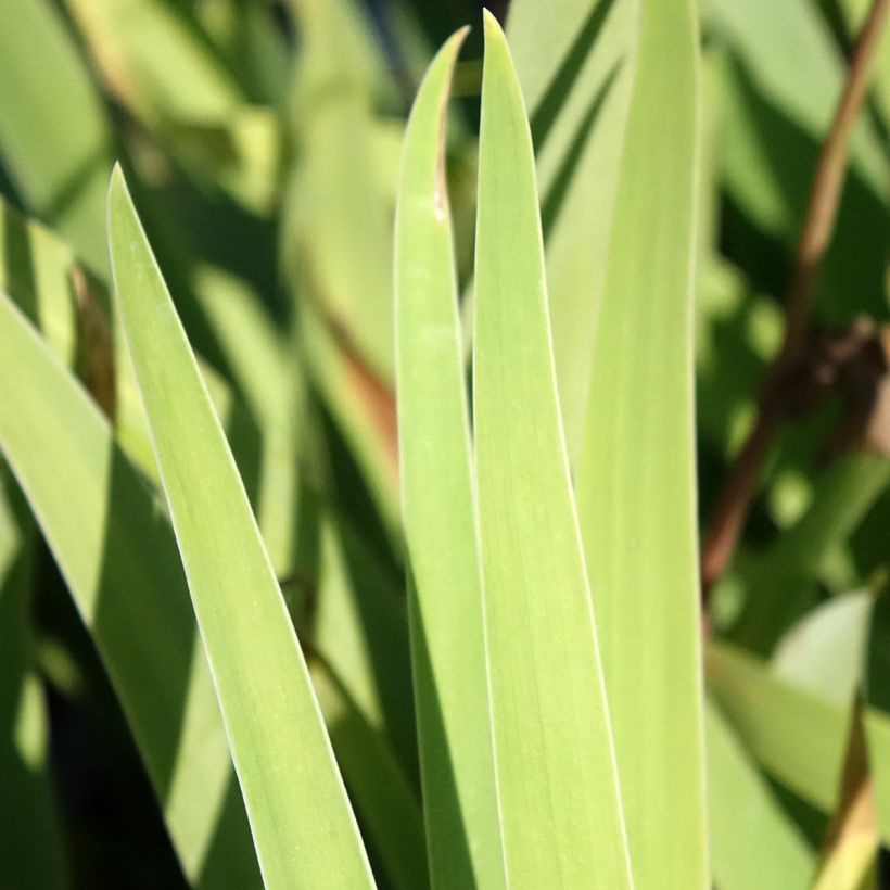 Iris germanica Sur la plage - Giaggiolo paonazzo (Fogliame)