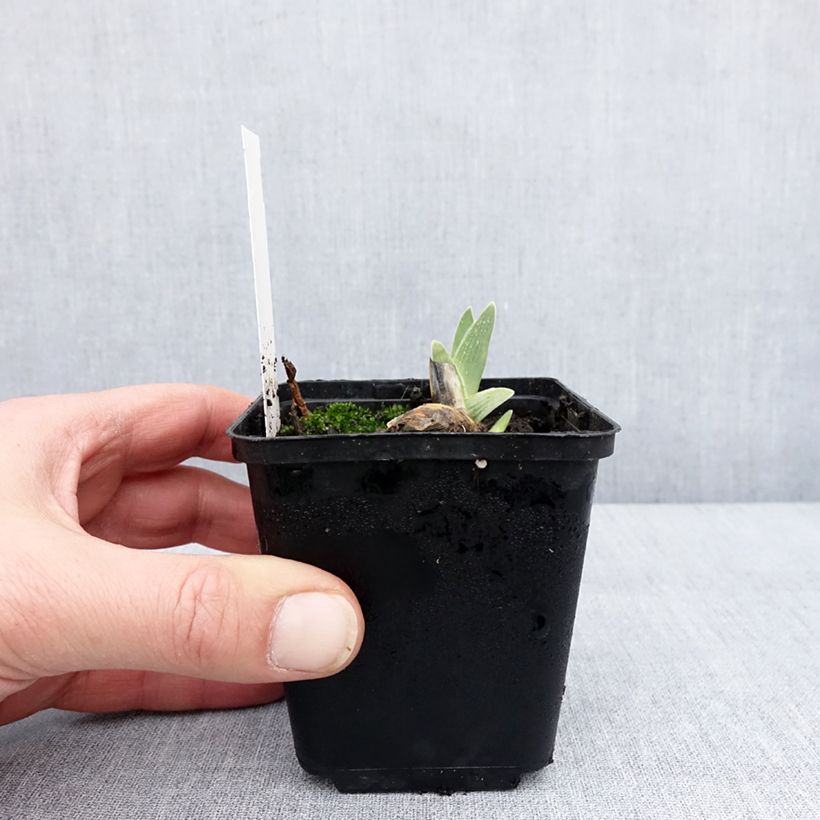 Iris germanica Surface Irisée - Giaggiolo paonazzo Vasetto da 8/9 cm esemplare consegnato in inverno