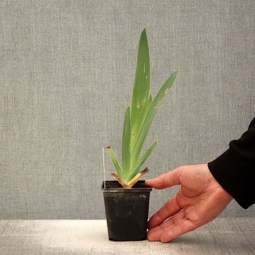 Example of Iris germanica Tel Arlequin - Giaggiolo paonazzo Vasetto da 8/9 cm as you get in printemps