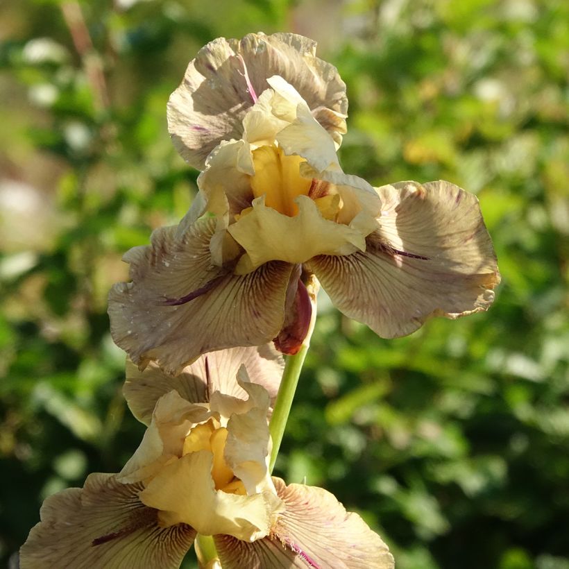 Iris germanica Thornbird - Giaggiolo paonazzo (Fioritura)