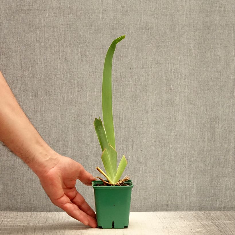 Iris germanica Tuxedo - Giaggiolo paonazzo Vasetto da 8/9 cm esemplare consegnato in primavera