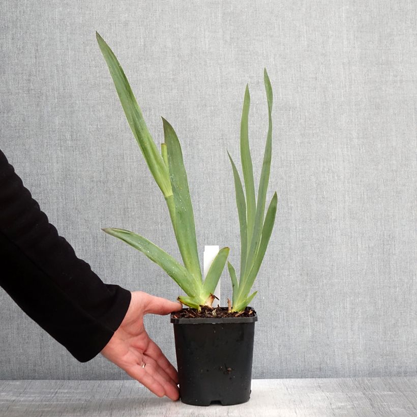 Iris germanica Tuxedo - Giaggiolo paonazzo Vaso da 1,5L/2L esemplare consegnato in primavera