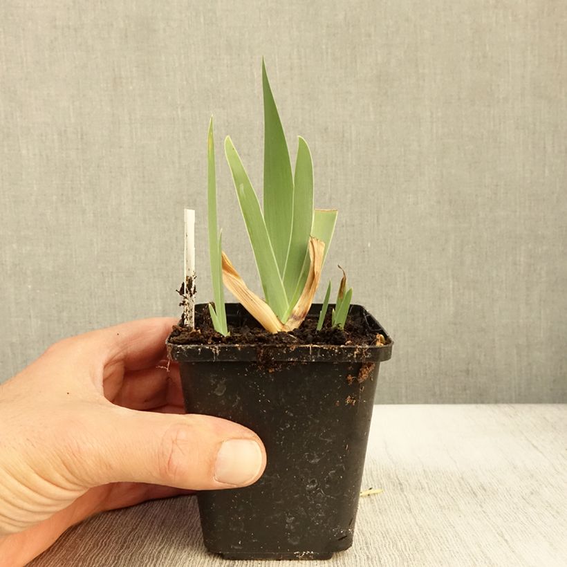 Esemplare di Iris germanica Urluberlu - Iris des Jardins Godet de 8/9 cm come consegnato in autunno