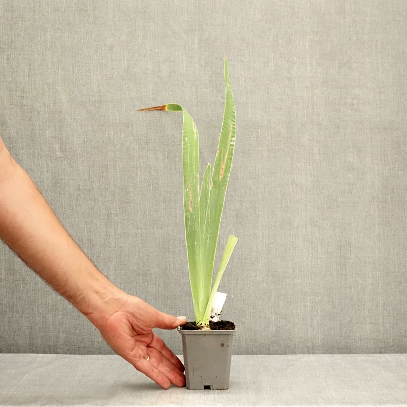 Esemplare di Iris germanica Virgule - Giaggiolo paonazzo Vasetto da 8/9 cm consegnato in estate