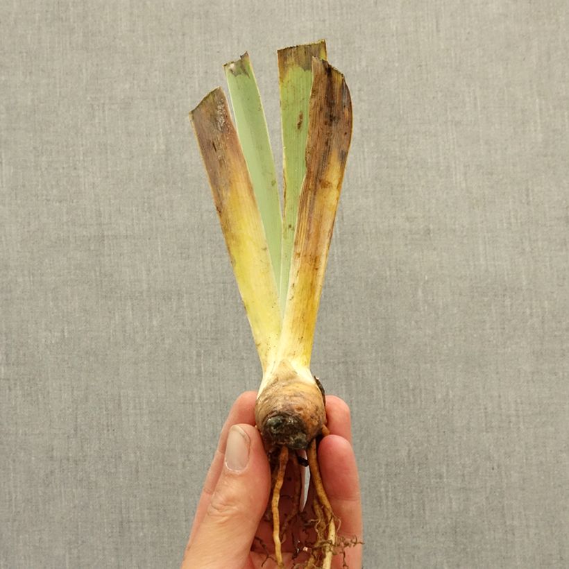 Iris germanica Vitrail - Giaggiolo paonazzo Rizoma esemplare consegnato in inverno