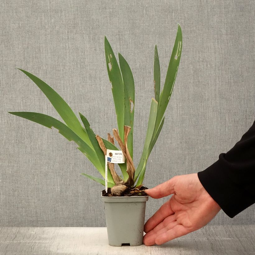 Example of Iris germanica Waterline - Giaggiolo paonazzo Vasetto da 8/9 cm as you get in printemps