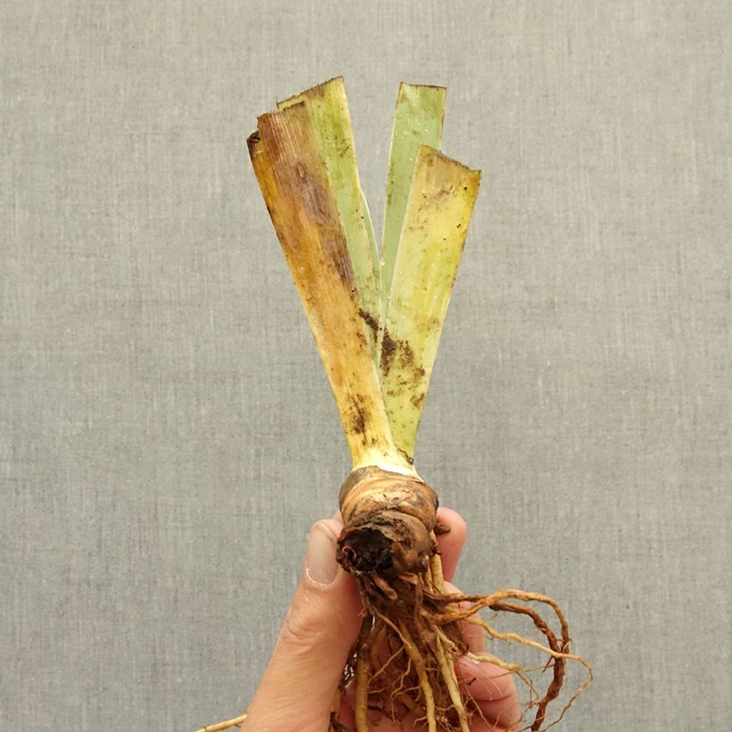 Iris germanica Wrangler - Giaggiolo paonazzo Rizoma esemplare consegnato in inverno