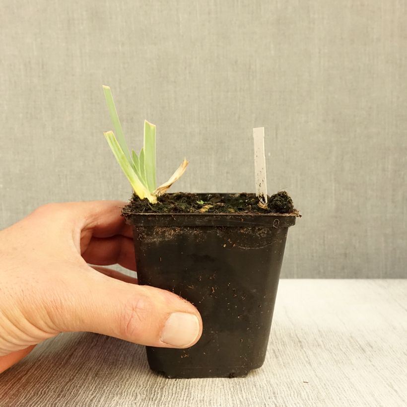 Esemplare di Iris germanica Young Blood - Iris des Jardins Godet de 8/9 cm come consegnato in autunno