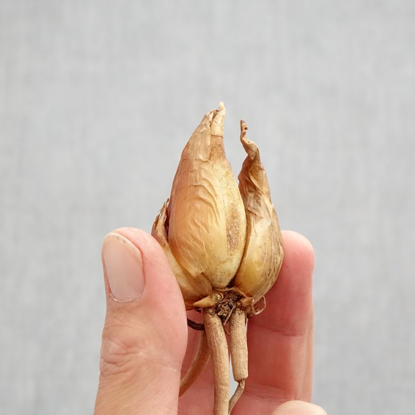 Esemplare di Iris hoogiana - Giaggiolo Bulbo taglia I come consegnato in autunno