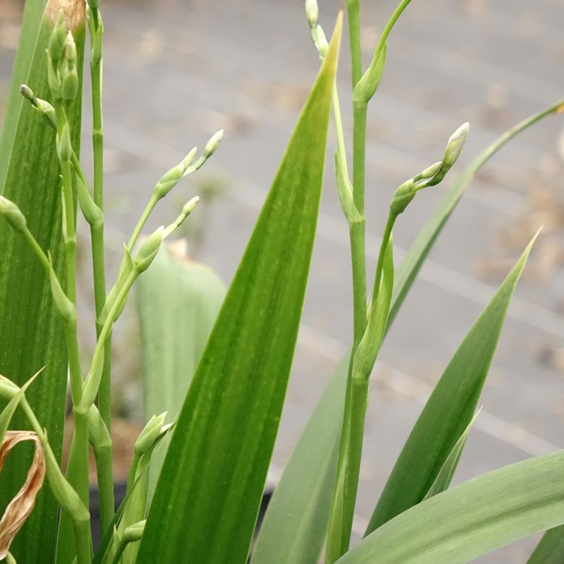 Iris japonica - Giaggiolo giapponese (Fogliame)