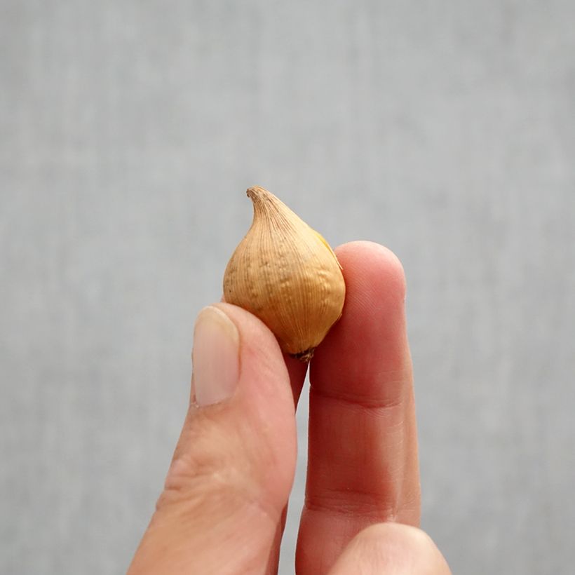 Esemplare di Iris Katharine's Gold - Giaggiolo Bulbo taglia 6+ come consegnato in autunno