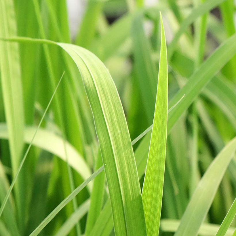 Iris laevigata Rose Queen - Iris giapponese (Fogliame)