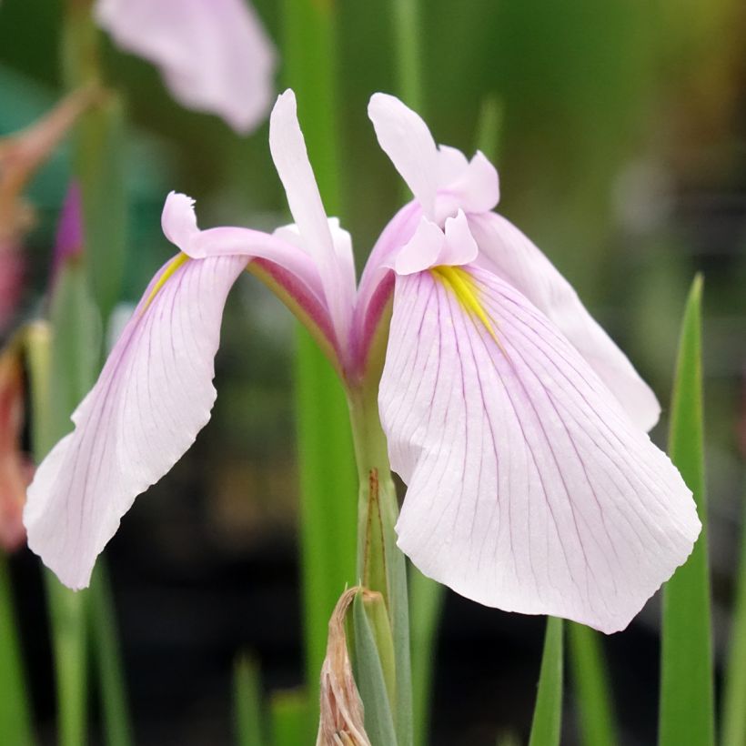 Iris laevigata Rose Queen - Iris giapponese (Fioritura)