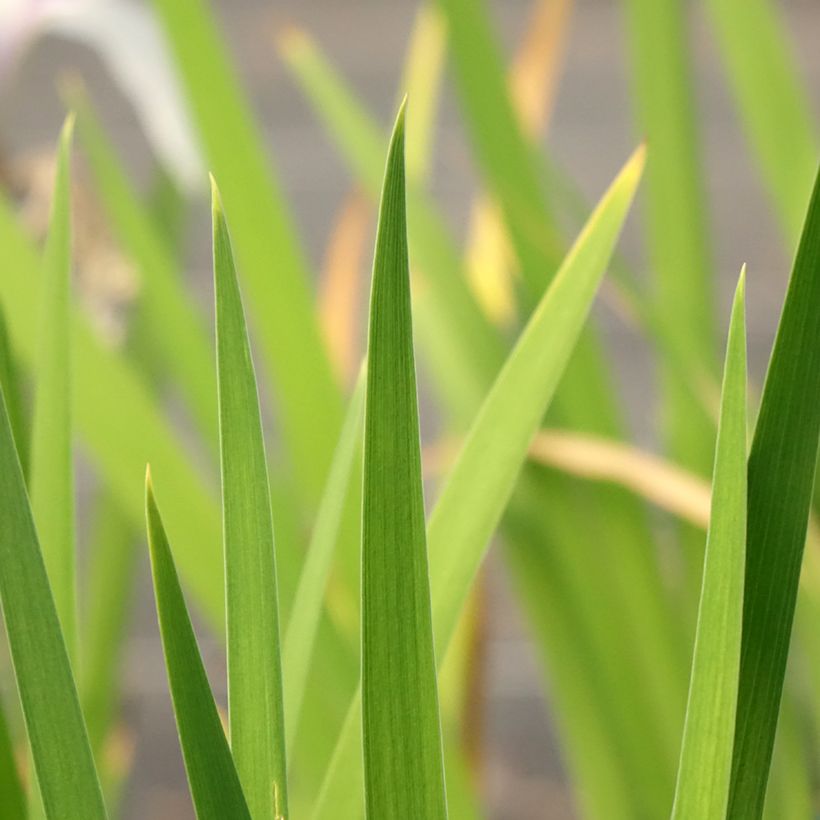 Iris laevigata Snowdrift - Iris giapponese (Fogliame)