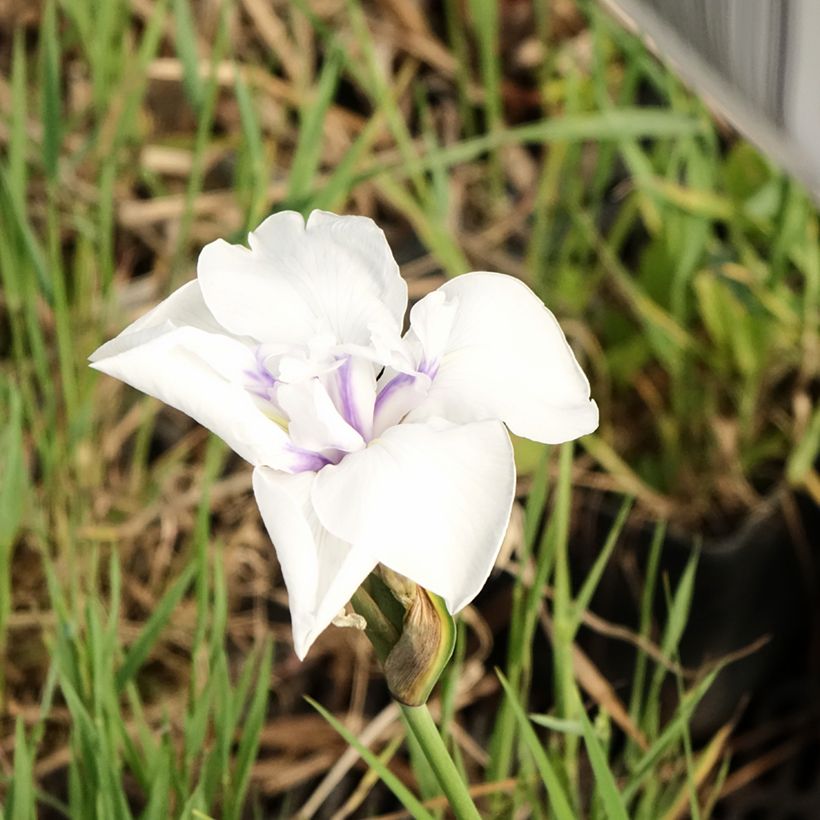 Iris laevigata Snowdrift - Iris giapponese (Fioritura)