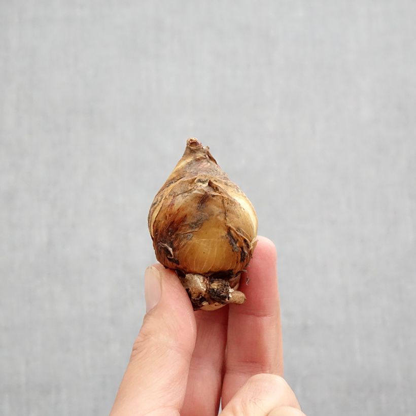 Esemplare di Iris magnifica alba - Giaggiolo Bulbo taglia I come consegnato in autunno