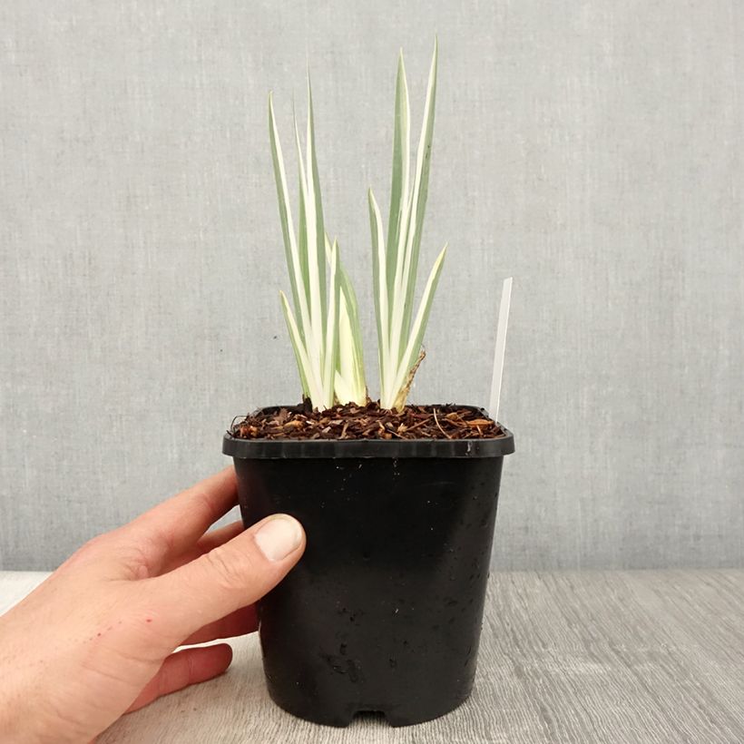 Example of Iris pallida Variegata - Giaggiolo pallido Vaso da 1,5L/2L as you get in printemps