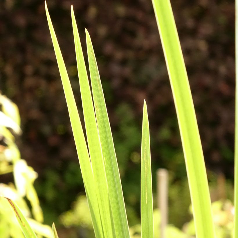 Iris pseudacorus Creme de la Creme - Giaggiolo acquatico (Foliage)
