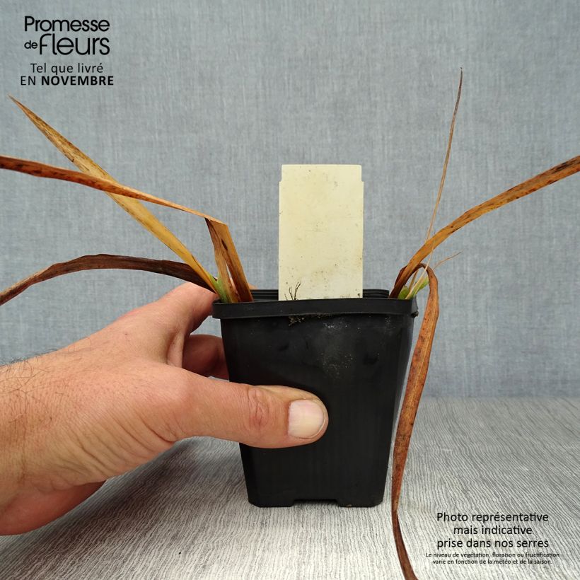Esemplare di Iris pseudacorus Plena - Iris des marais Godet de 8/9 cm come consegnato in autunno