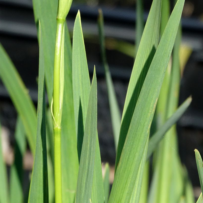 Iris pseudacorus Plena - Giaggiolo acquatico (Fogliame)
