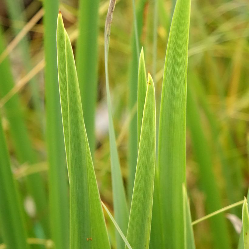 Iris pseudacorus var. bastardii - Giaggiolo acquatico (Fogliame)