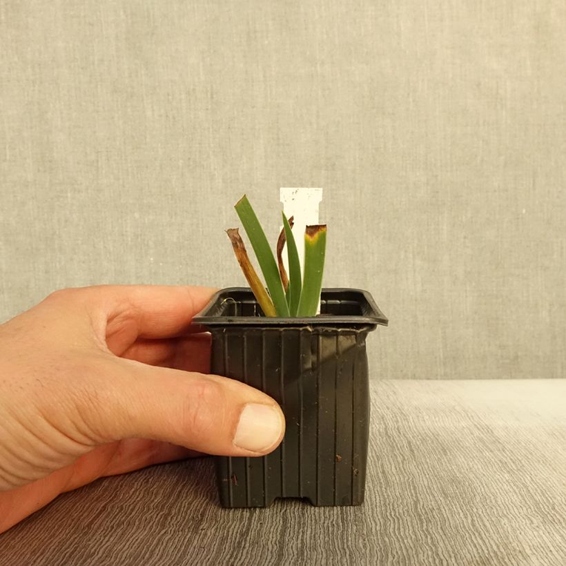 Esemplare di Iris pumila Azurea - Iris nain ou Iris de rocaille Godet de 8/9 cm come consegnato in autunno