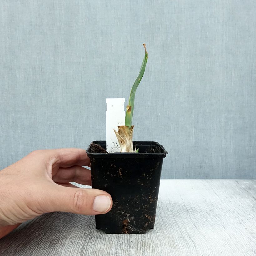 Esemplare di Iris pumila Brannigan - Iris nain ou de rocaille Godet de 8/9 cm, Calibre 4/6 come consegnato in autunno
