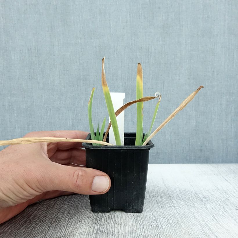 Esemplare di Iris pumila Crispy - Iris des Jardins nain ou miniature Godet de 8/9 cm come consegnato in autunno