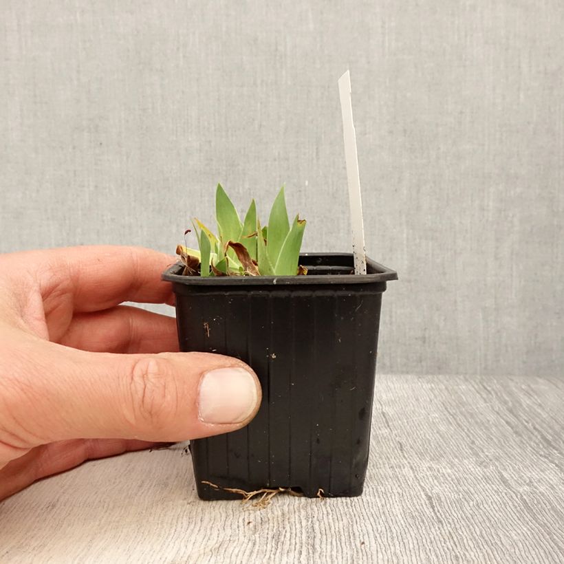 Example of Iris pumila Crispy - Giaggiolo Vasetto da 8/9 cm as you get in printemps