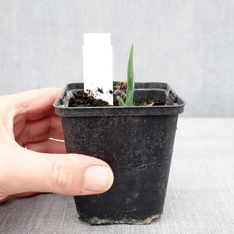 Iris pumila Curio - Giaggiolo Vasetto da 8/9 cm esemplare consegnato in inverno