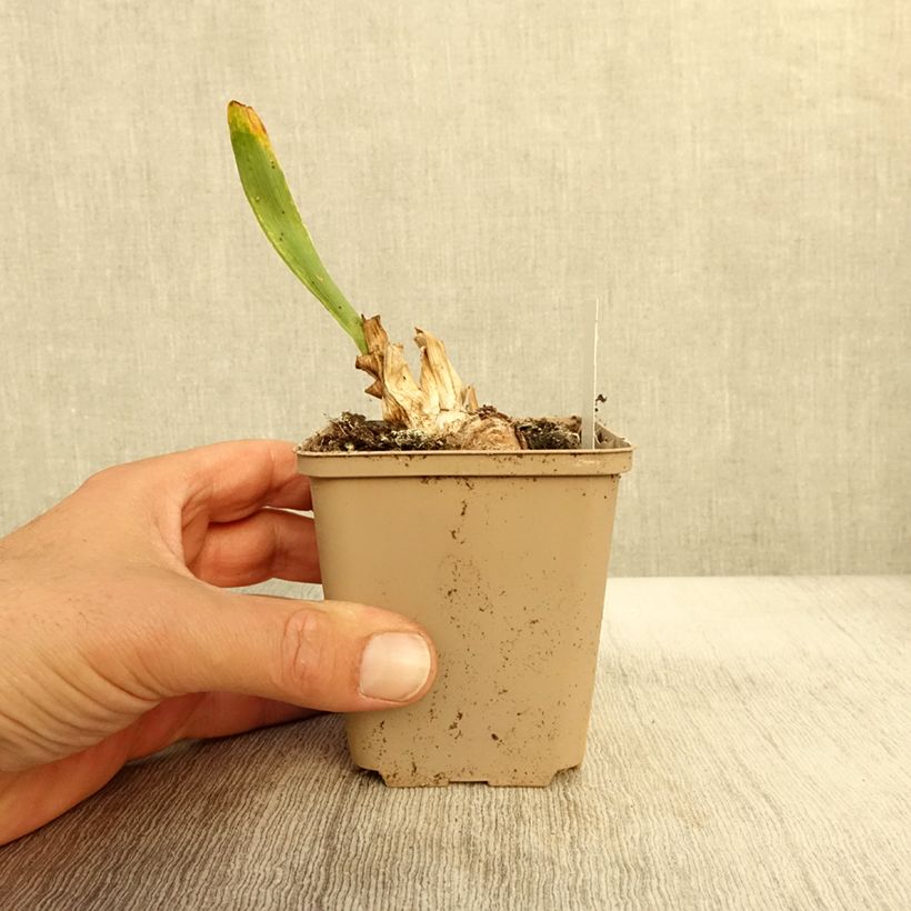 Esemplare di Iris pumila Daring Do - Iris nain ou de rocaille Godet de 8/9 cm, Calibre 4/6 come consegnato in autunno