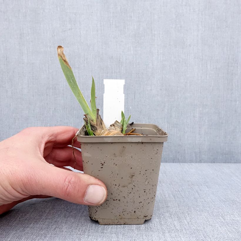 Example of Iris pumila Green Spot - Giaggiolo Vasetto da 8/9 cm as you get in hiver