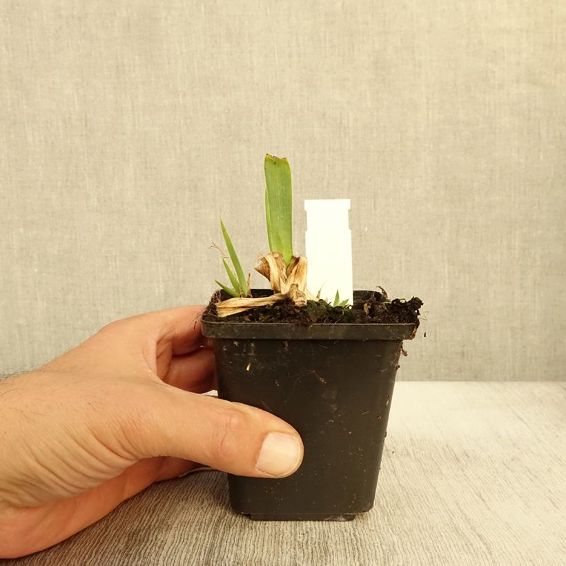 Esemplare di Iris pumila Volts - Iris nain ou de rocaille Godet de 8/9 cm, Calibre 4/6 come consegnato in autunno