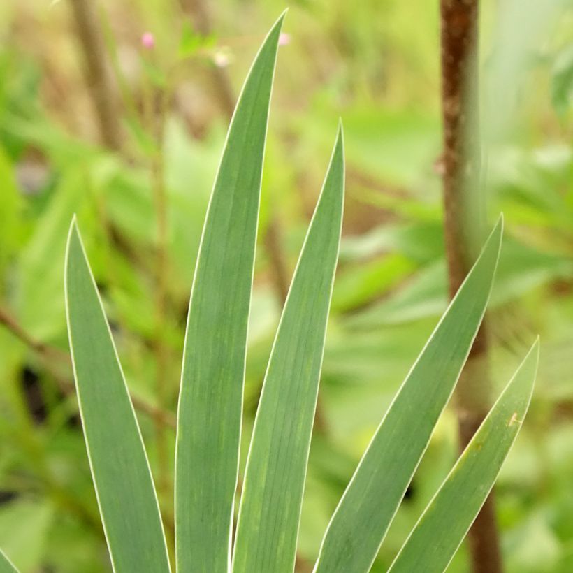 Iris pumila Wee Harry - Giaggiolo (Fogliame)