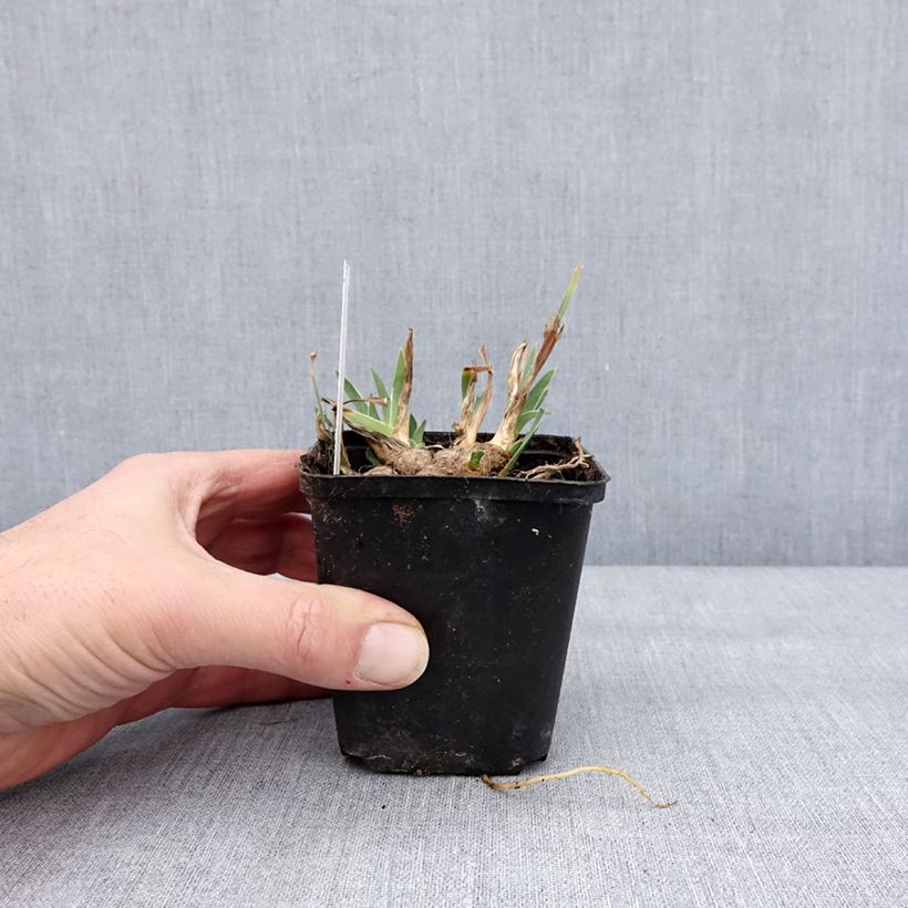 Iris pumila Wee Harry - Giaggiolo Vasetto da 8/9 cm esemplare consegnato in inverno
