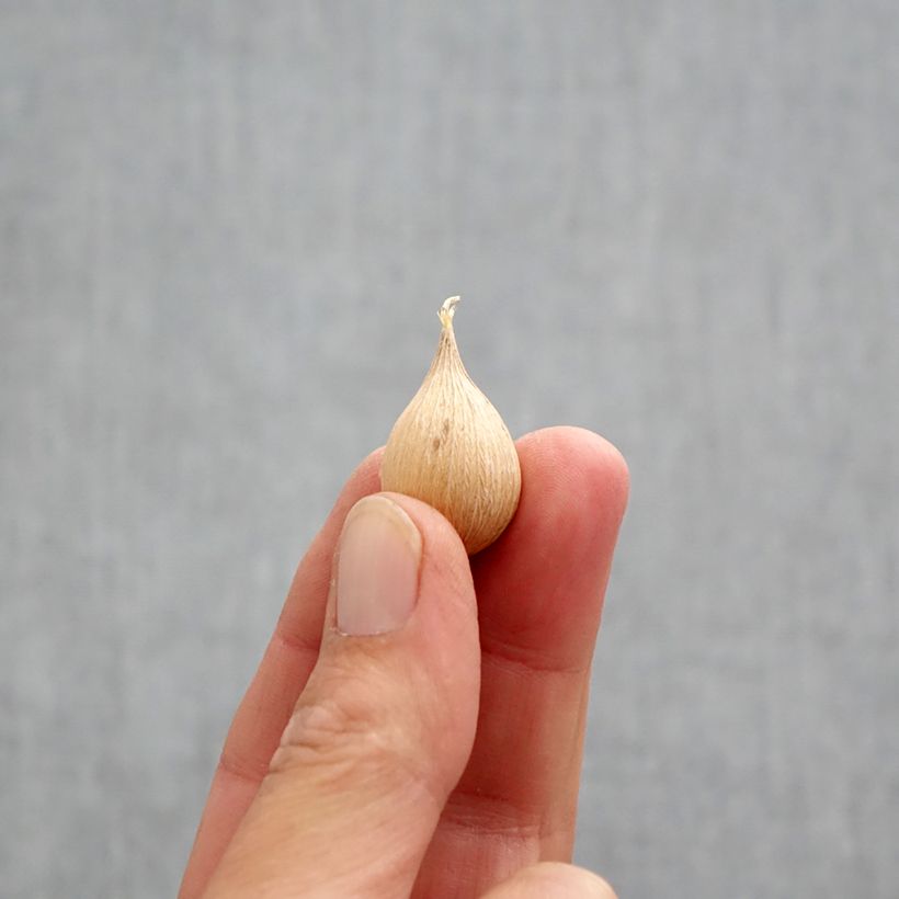 Esemplare di Iris reticulata Alida - Giaggiolo Bulbo taglia 5+ come consegnato in autunno