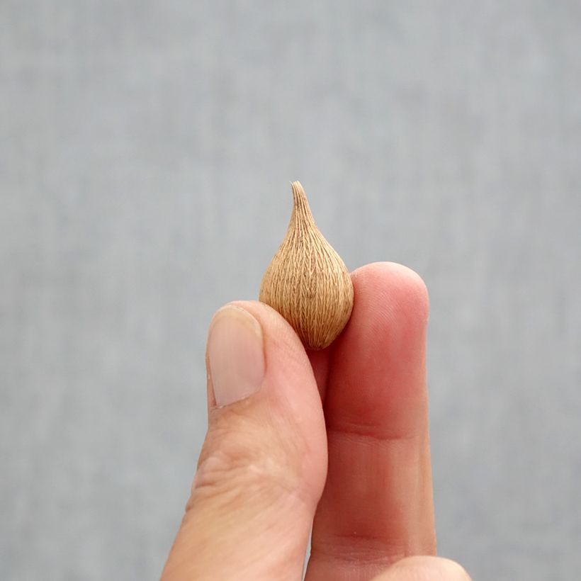 Esemplare di Iris reticulata Blue Planet - Giaggiolo Bulbo taglia 5+ come consegnato in autunno