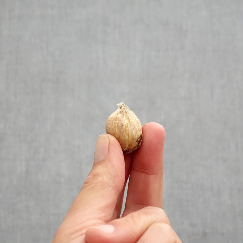 Example of Iris reticulata Clairette - Giaggiolo Bulbo taglia 5+ as you get in automne