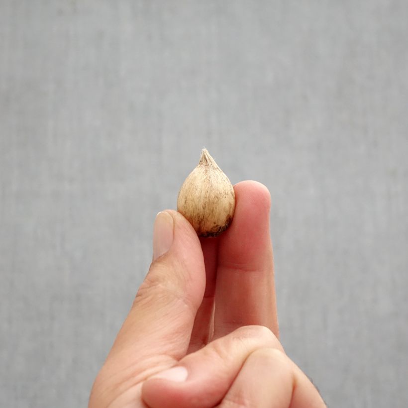 Esemplare di Iris reticulata Dijt - Giaggiolo Bulbo taglia 5+ come consegnato in autunno