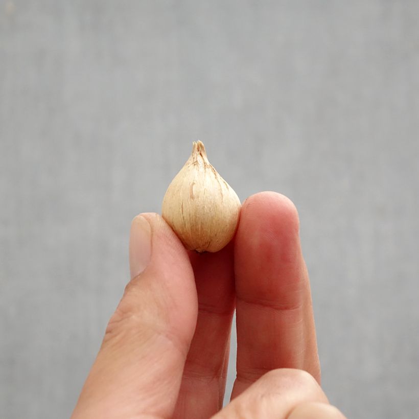 Esemplare di Iris reticulata Eyecatcher - Giaggiolo Bulbo taglia 6+ come consegnato in autunno