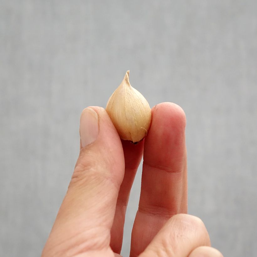 Example of Iris reticulata Harmony - Giaggiolo Bulbo taglia 6+ as you get in automne