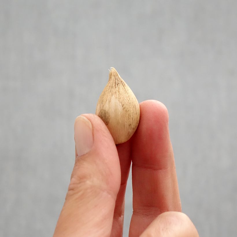 Esemplare di Iris reticulata Katharina Hodgkin - Giaggiolo Bulbo taglia 6+ come consegnato in autunno